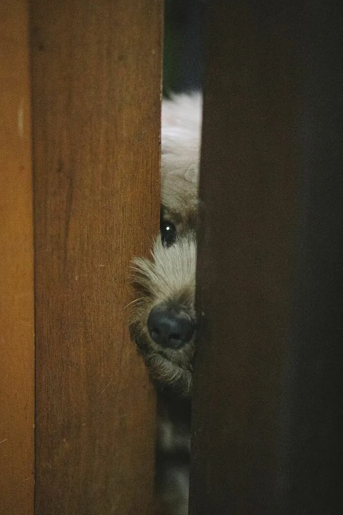 ¿Por qué los perros siguen a sus dueños al cuarto de baño?