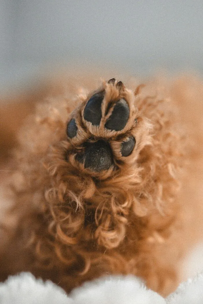 ¿Por qué los perros se revuelcan en sustancias de olor fuerte o desagradable?