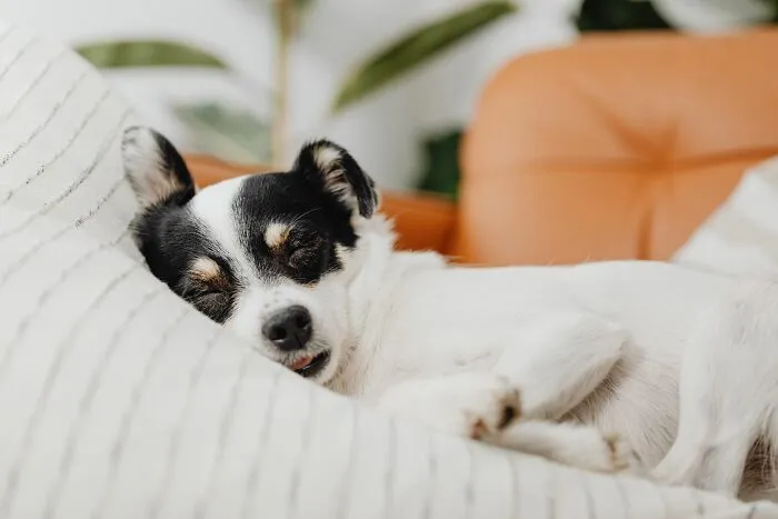 ¿Por qué los perros roban el asiento de alguien en el momento en que se levanta?