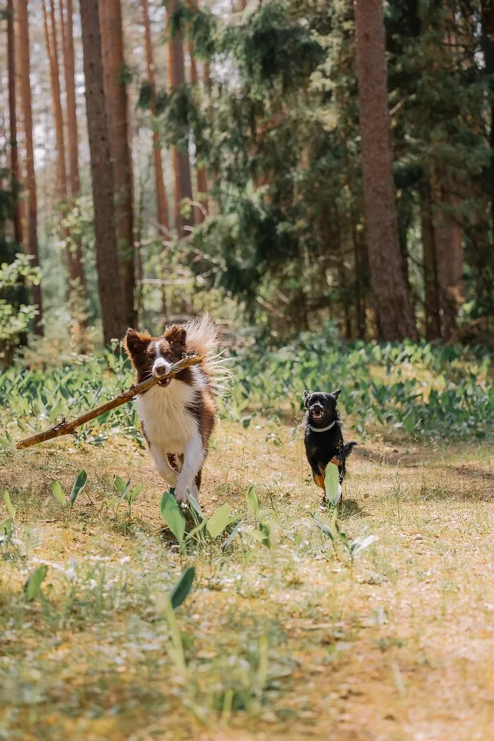 ¿Por qué algunos perros insisten en llevar palos mucho más grandes que ellos?