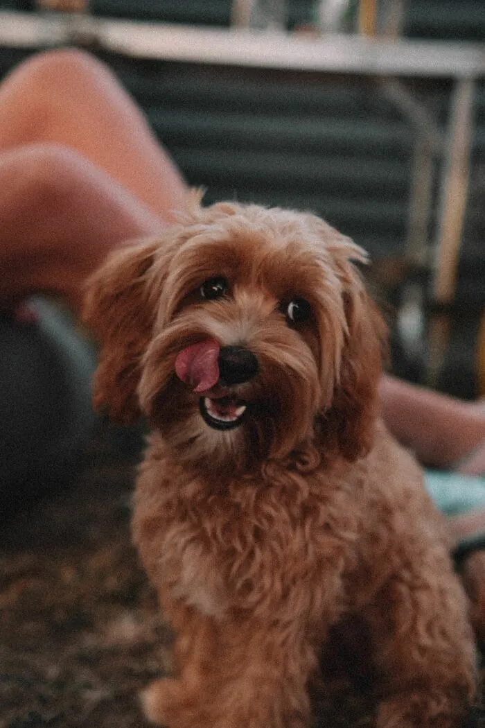 ¿Por qué los perros comen excremento?