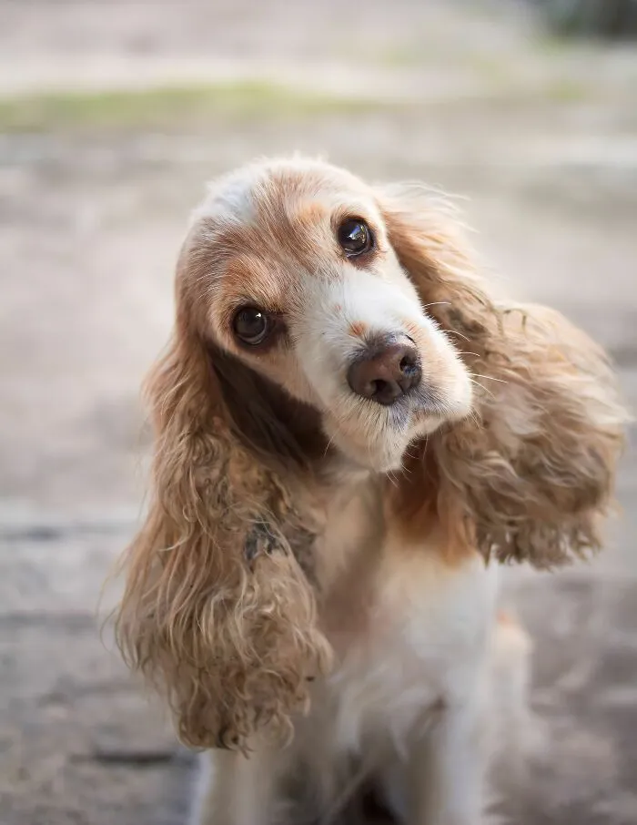¿Por qué los perros inclinan la cabeza cuando los humanos les hablan?