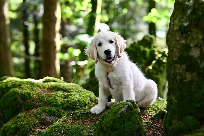 ¿Por qué los perros patean el suelo después de defecar?
