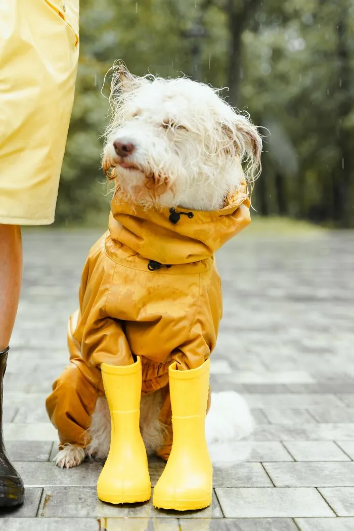 ¿Por qué algunos perros se niegan a pasear bajo la lluvia?