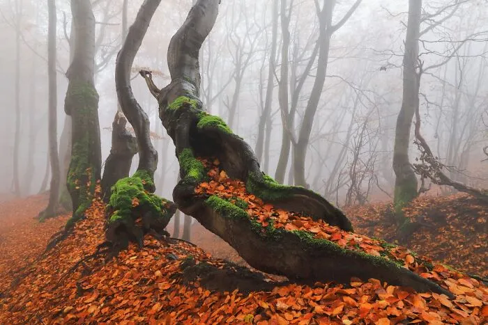 “Crooked Tree” By Michaela Vinterová