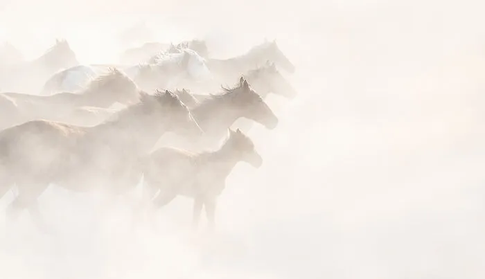 “Los caballos salvajes de Anatolia” por Athanasios Maloukos