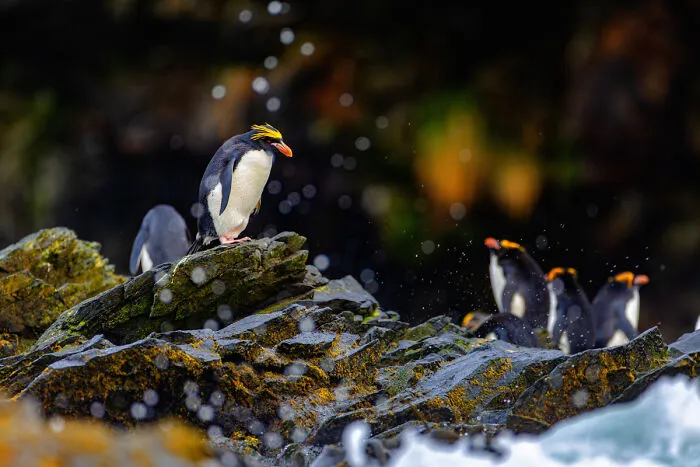 “Rising Amongst Bubbles” By Shravan Rao