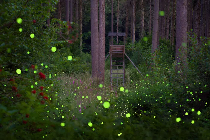 “Whispers Of Light” By Ronja Linssen