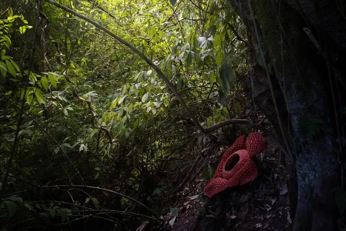 “Blooming Rafflesia” By Philipp Weigt