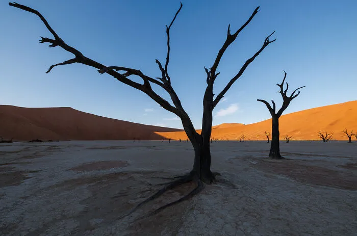 “Trees Die Standing Up” By Piotr Brzozowski