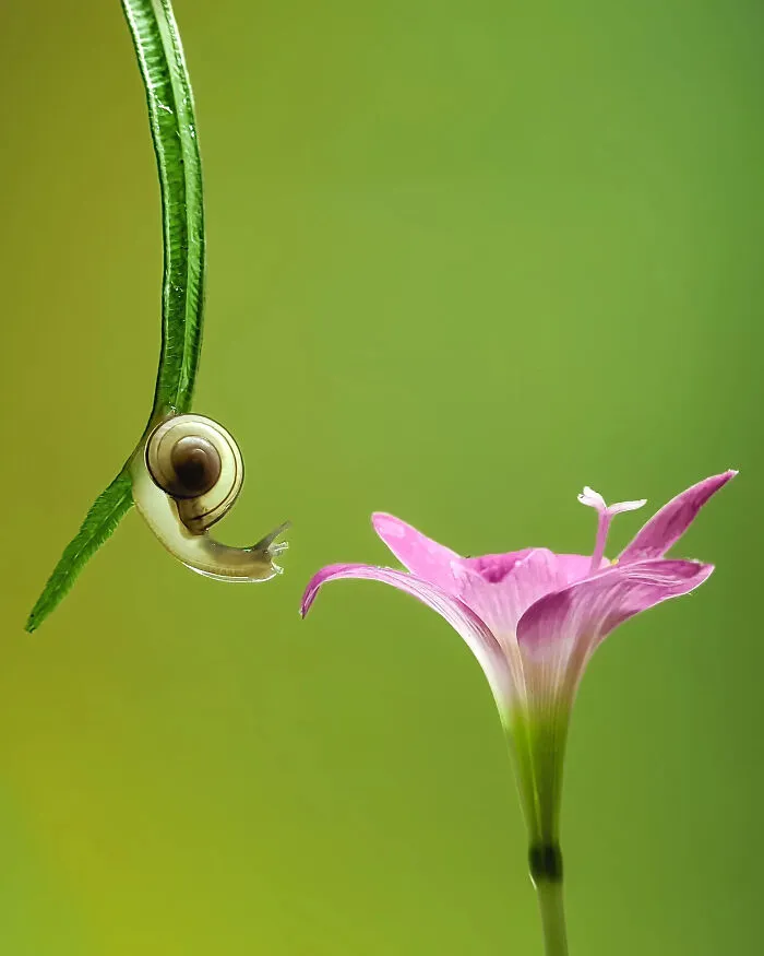 This Photographer Uses A Smartphone To Reveal The Magical World Of Tiny Insects (32 Pics)