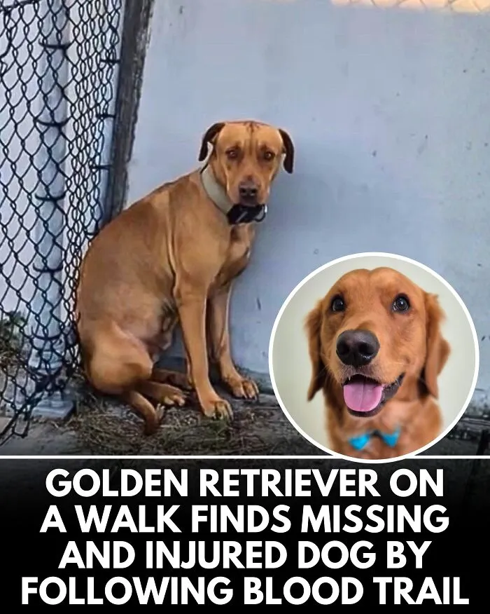 25 Incredible Stories Shared By ‘We Rate Dogs’ That Might Make You Laugh And Cry (New Pics)