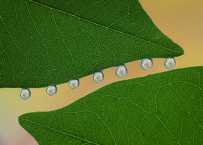 This Photographer Uses A Smartphone To Reveal The Magical World Of Tiny Insects (32 Pics)
