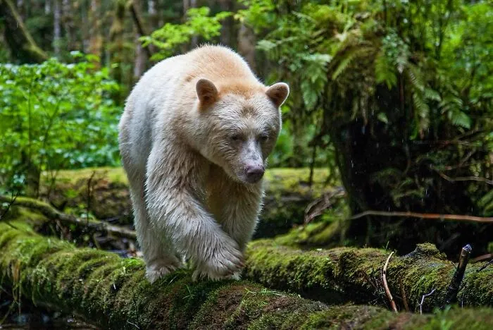 45 Incredible Wildlife Shots That Reveal The Real Life Of Animals Across The Planet