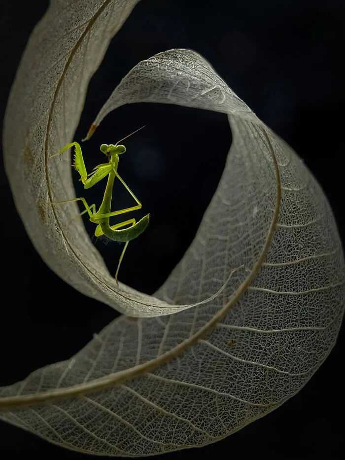 This Photographer Uses A Smartphone To Reveal The Magical World Of Tiny Insects (32 Pics)
