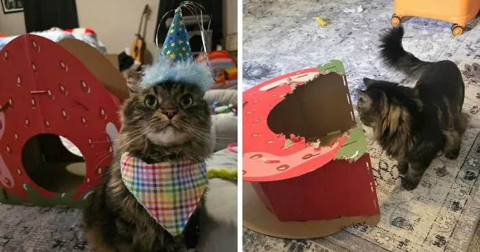 His Birthday Gift A Month Ago To Now. His Brother Is A Stapler And Destroys Everything. Last Pic Is The Stapler