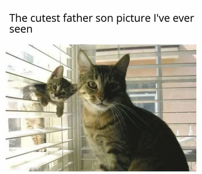“Seconds Before He Risked It All”: 67 Memes That Are Funny Because They Involve Cats