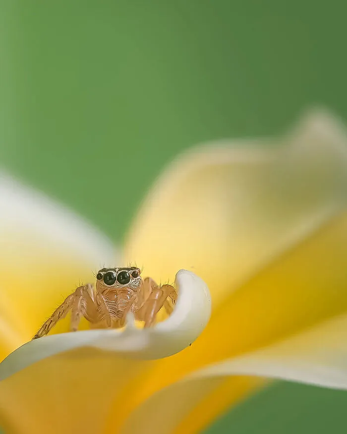 This Photographer Uses A Smartphone To Reveal The Magical World Of Tiny Insects (32 Pics)