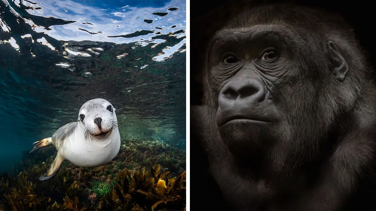 22 Breathtaking Animal Winners From The 1839 Photography Awards 2026