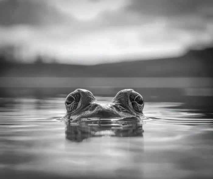 Black and white frog head peeking from water wildlife photo smartphone