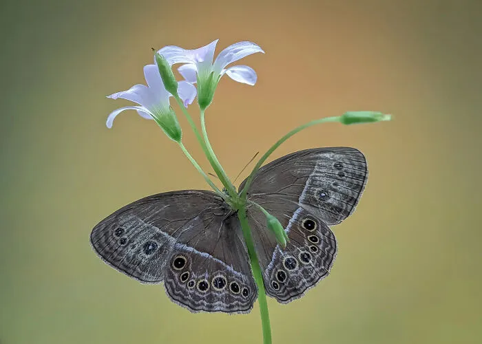 This Photographer Uses A Smartphone To Reveal The Magical World Of Tiny Insects (32 Pics)