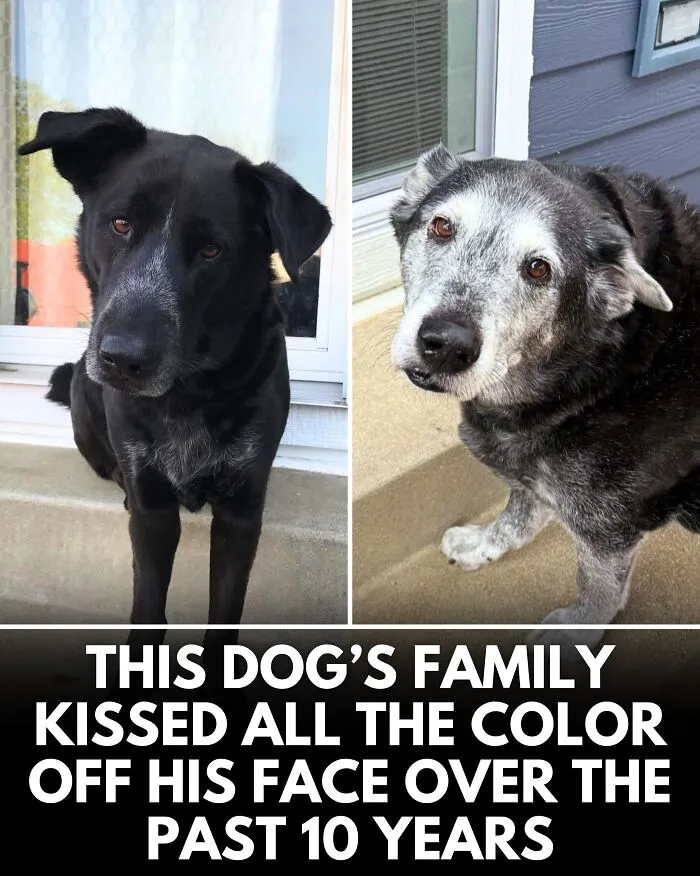 25 Incredible Stories Shared By ‘We Rate Dogs’ That Might Make You Laugh And Cry (New Pics)