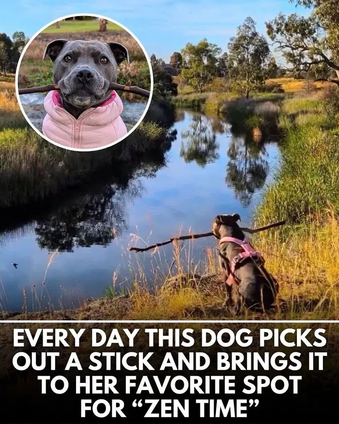 25 Incredible Stories Shared By ‘We Rate Dogs’ That Might Make You Laugh And Cry (New Pics)
