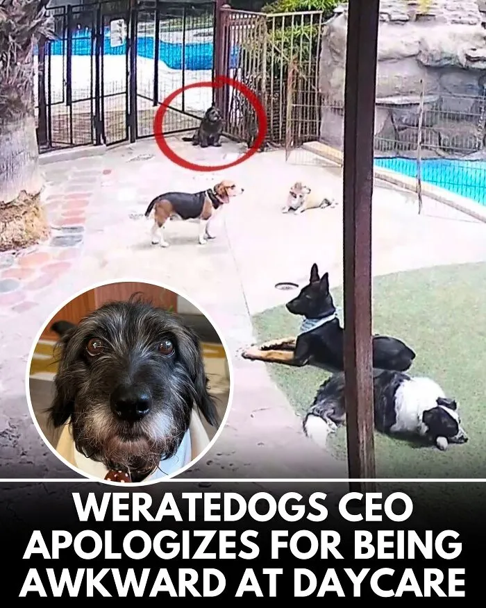 25 Incredible Stories Shared By ‘We Rate Dogs’ That Might Make You Laugh And Cry (New Pics)