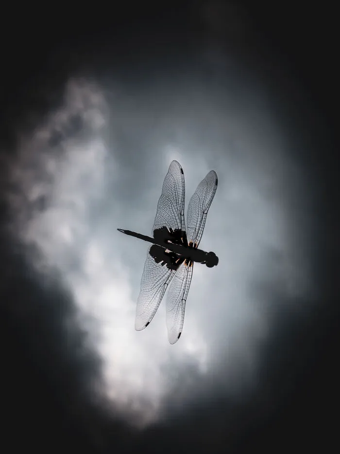 Dragonfly silhouette with detailed wings wildlife photo smartphone