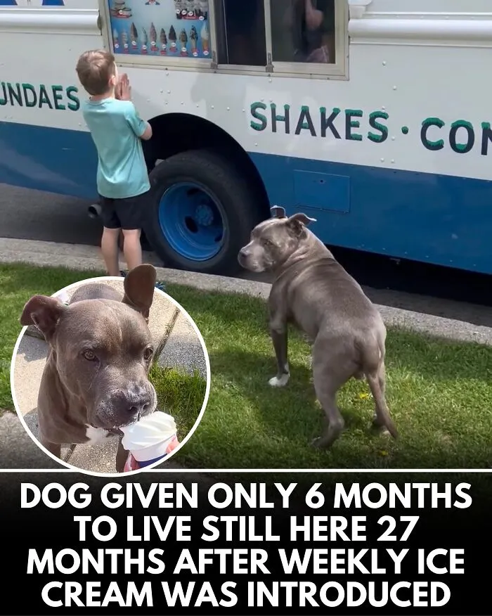 25 Incredible Stories Shared By ‘We Rate Dogs’ That Might Make You Laugh And Cry (New Pics)