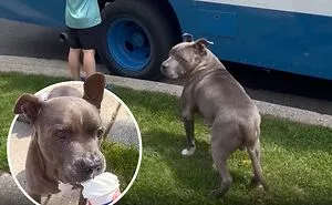 25 Incredible Stories Shared By ‘We Rate Dogs’ That Might Make You Laugh And Cry (New Pics)