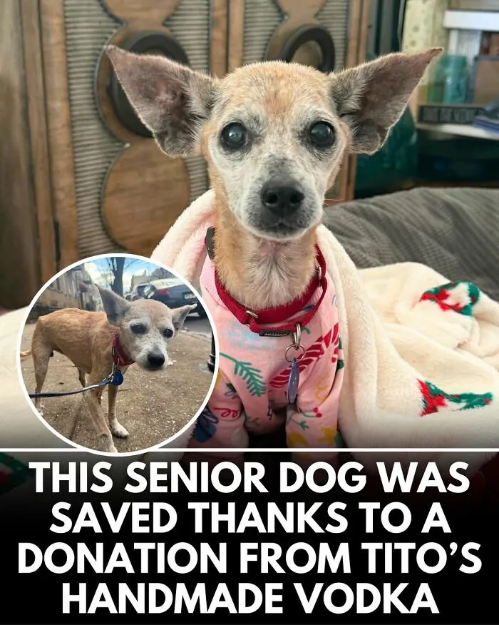 25 Incredible Stories Shared By ‘We Rate Dogs’ That Might Make You Laugh And Cry (New Pics)