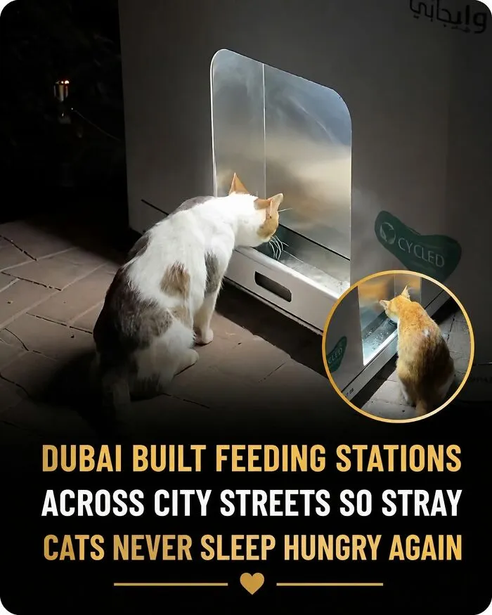 This Page Shared 26 Heartwarming Animal Moments From Around The World (New Pics)