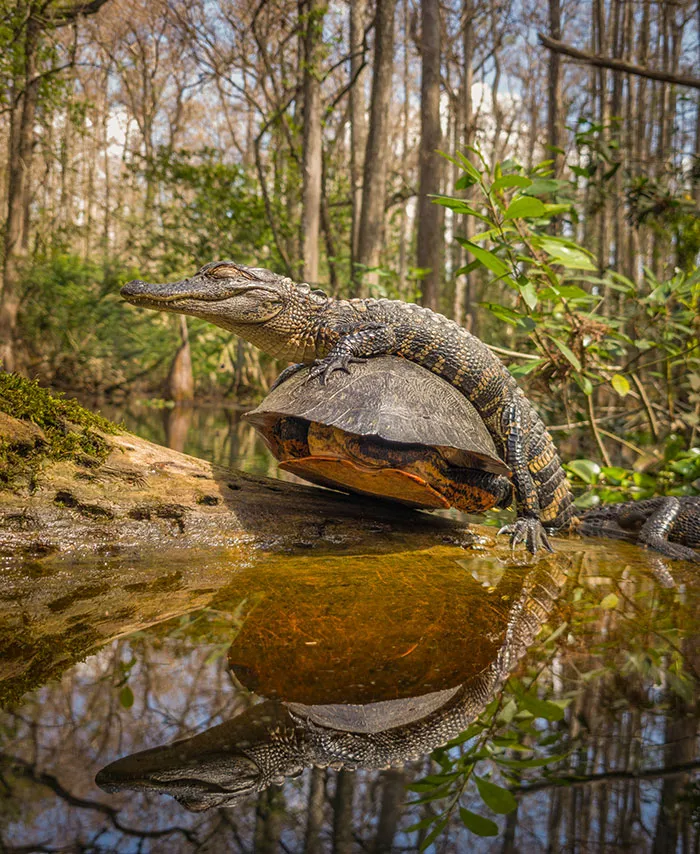 “Riding The Old Shell”