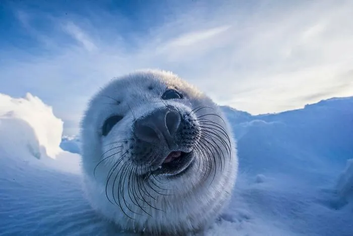 45 Incredible Wildlife Shots That Reveal The Real Life Of Animals Across The Planet