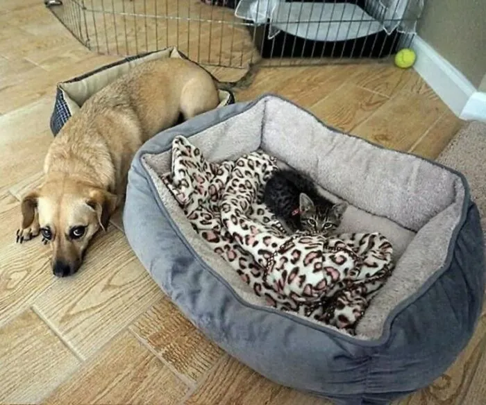 30 New Photos Of Dogs Being Their Delightfully Weird Selves, As Shared By This Facebook Page