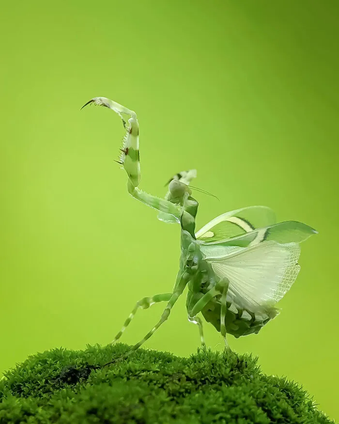 This Photographer Uses A Smartphone To Reveal The Magical World Of Tiny Insects (32 Pics)