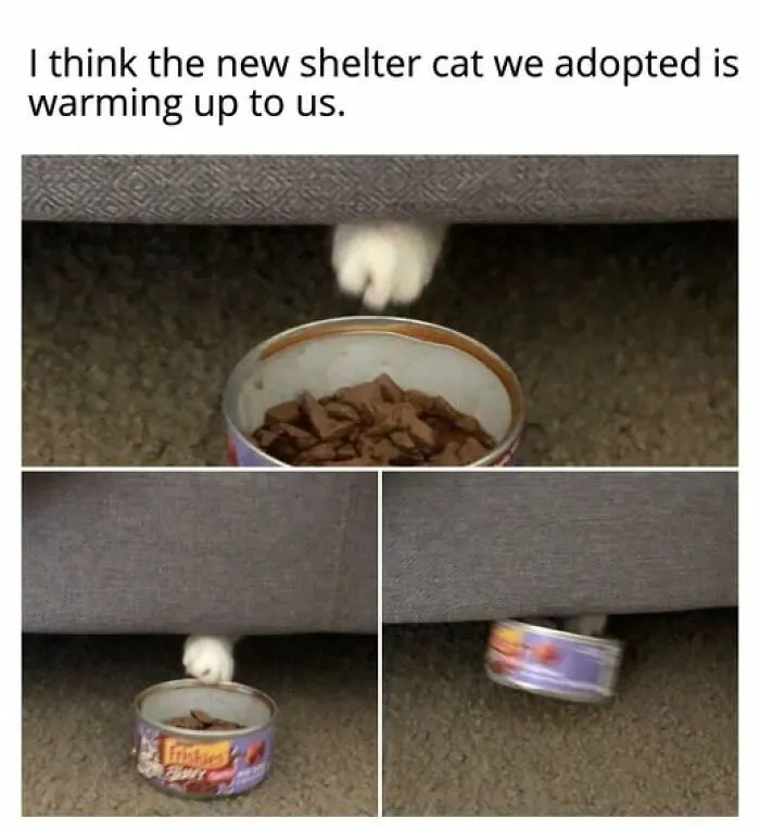 “Seconds Before He Risked It All”: 67 Memes That Are Funny Because They Involve Cats