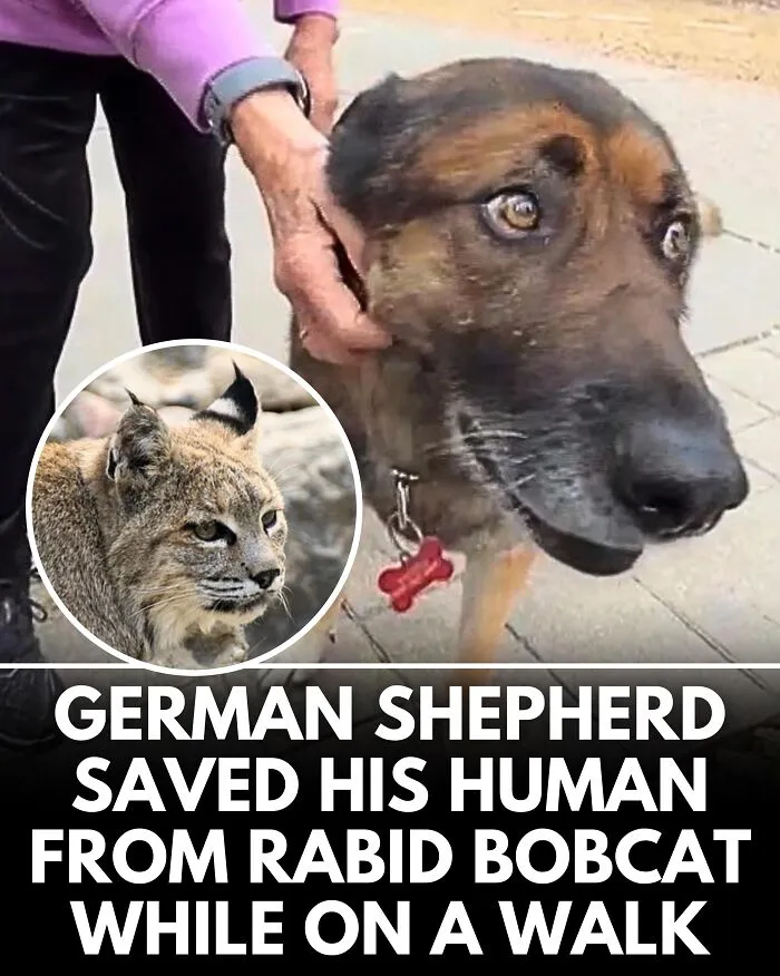 25 Incredible Stories Shared By ‘We Rate Dogs’ That Might Make You Laugh And Cry (New Pics)