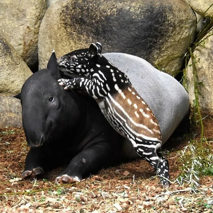 Baby tapir snuggling closely with its mother tapir on forest floor