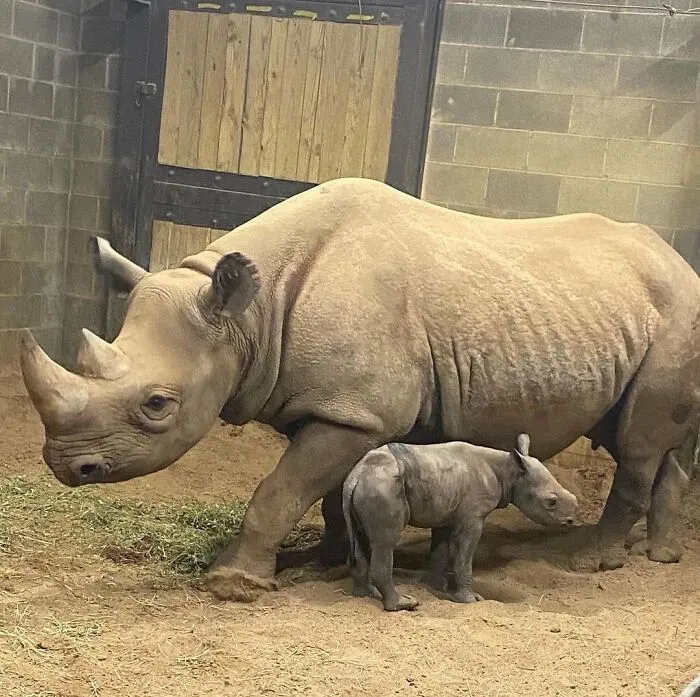 Rhino calf walking close to its mother in stable environment