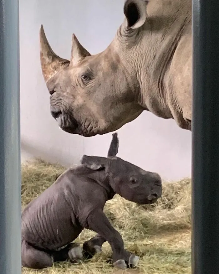 Mother rhinoceros watching over newborn baby rhino on hay bedding