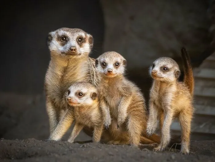 Meerkat family with three babies standing close together in shelter