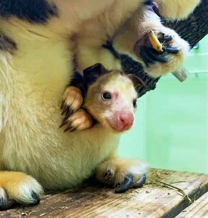 Mother cuscus protecting her baby peeking out in enclosure