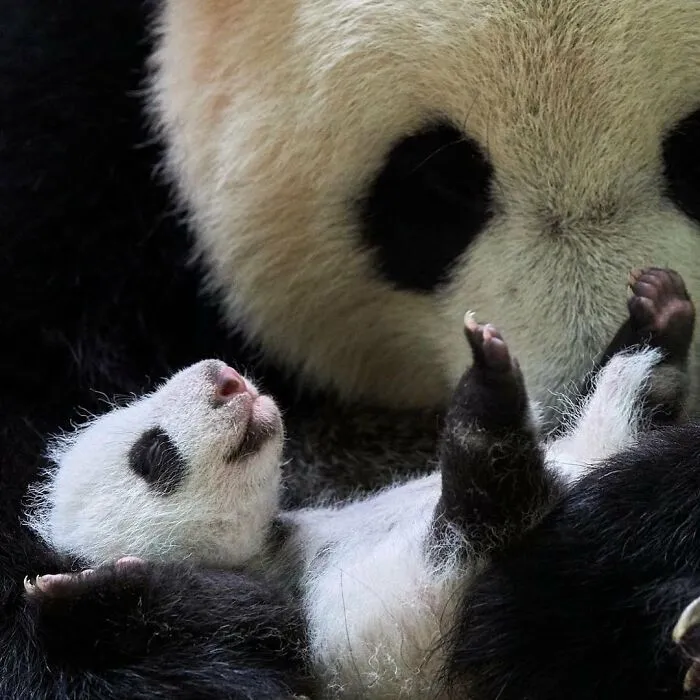 Tiny panda cub resting on its mother in close-up shot