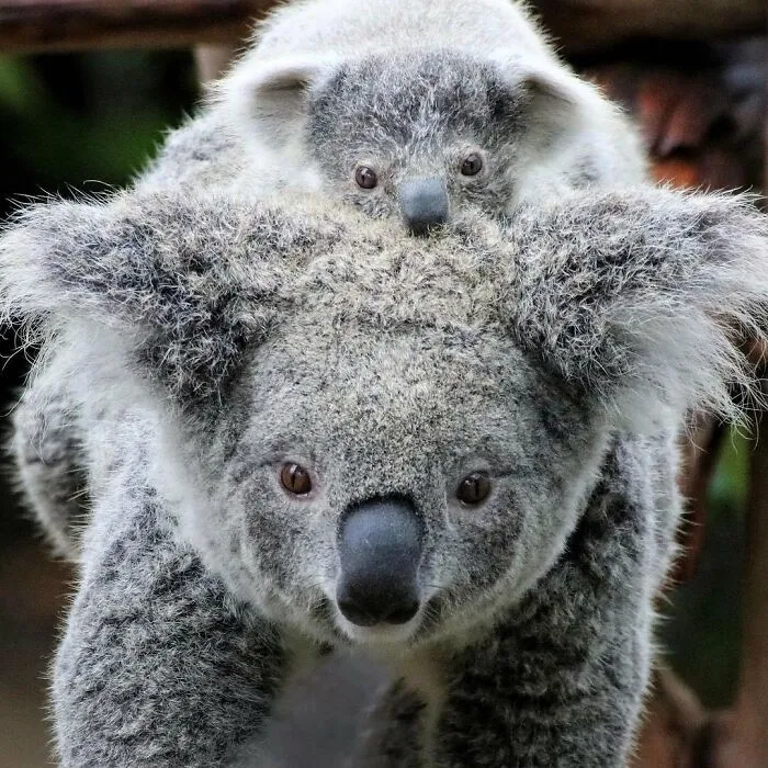 This Page Shared 65 Irresistible Pics Of Baby Animals And Their Moms