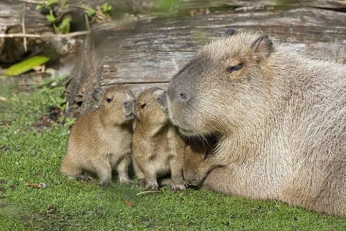 This Page Shared 65 Irresistible Pics Of Baby Animals And Their Moms