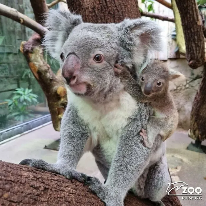 Adorable baby koala clinging to its mother in zoo setting