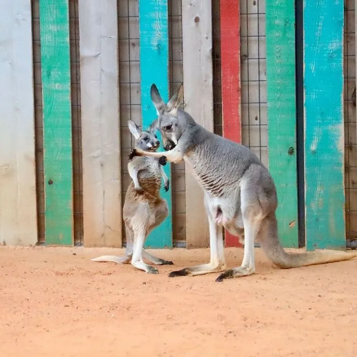 This Page Shared 65 Irresistible Pics Of Baby Animals And Their Moms