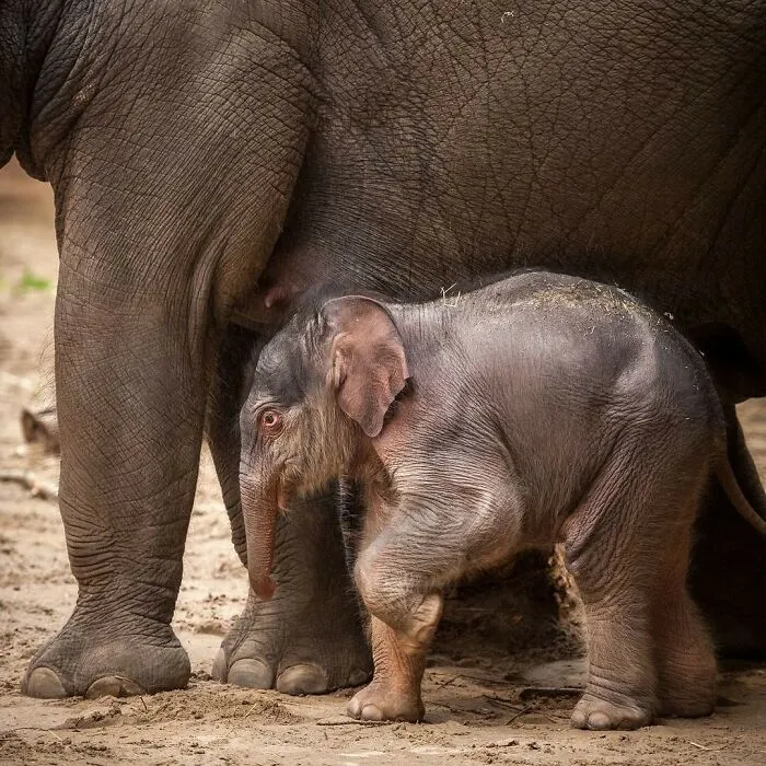 This Page Shared 65 Irresistible Pics Of Baby Animals And Their Moms